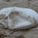 Illustration for article titled Massive Fossilized Pterosaur Colony Most Important Ever Found